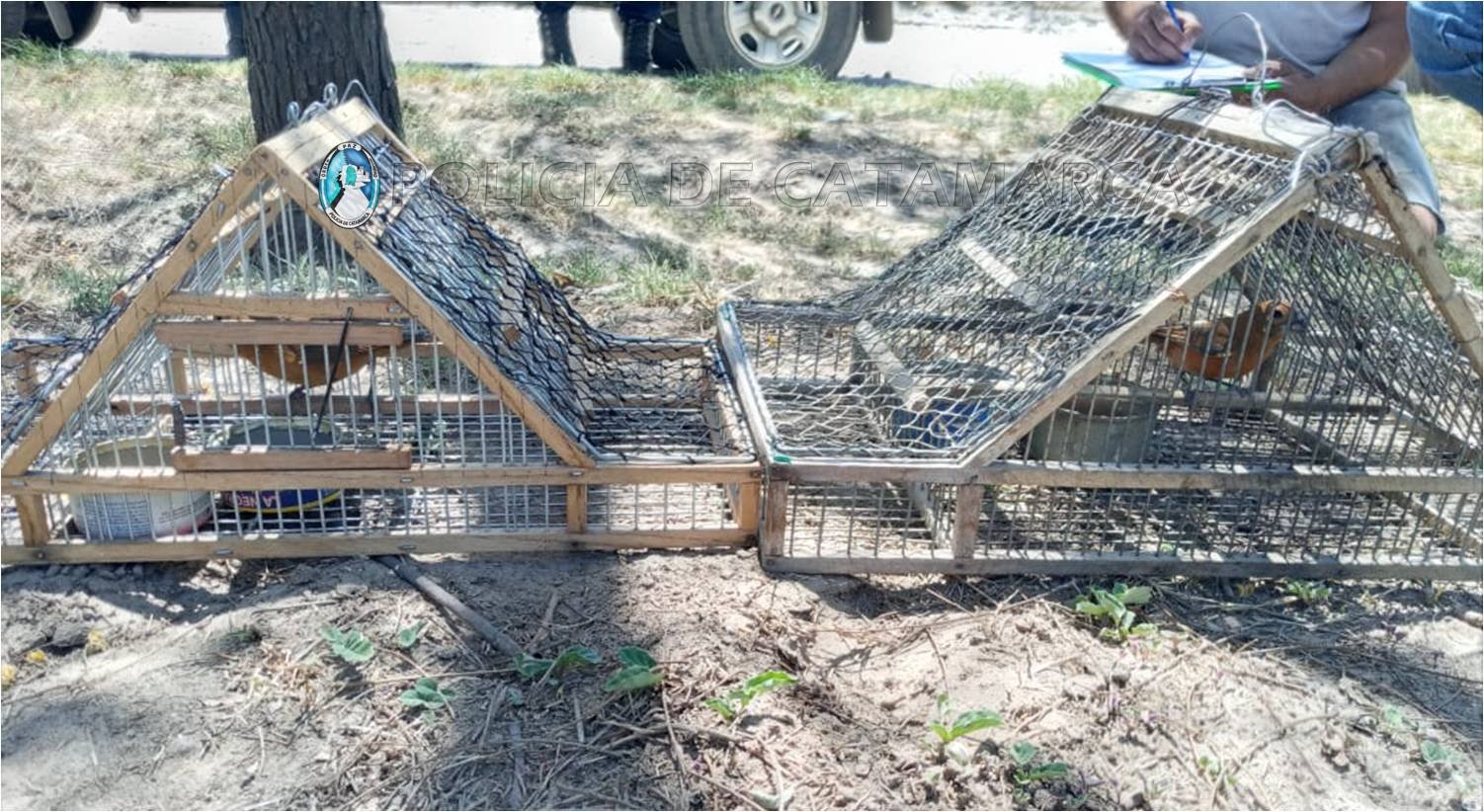 Secuestran aves canoras y tramperas en la zona sur de la Capital