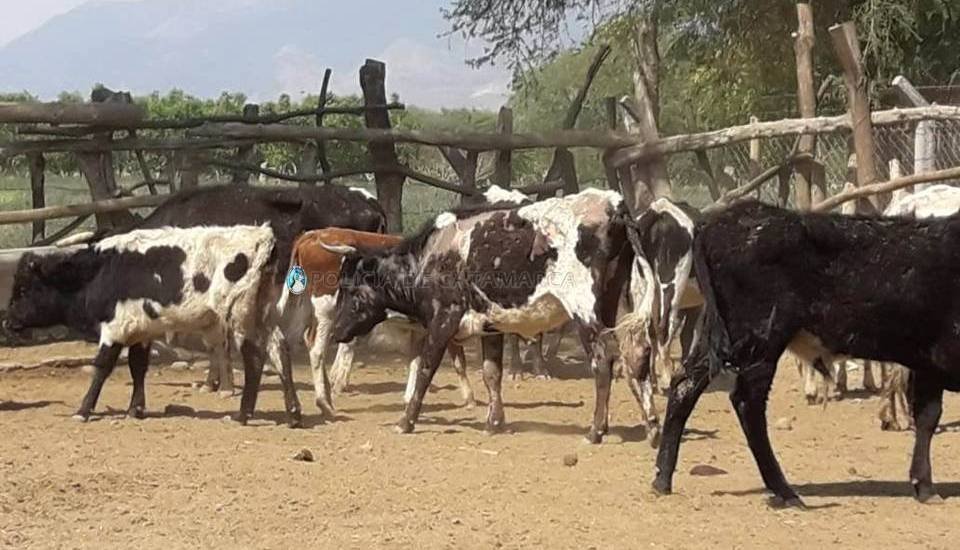 Secuestran 18 animales vacunos de dudosa procedencia en Santa María