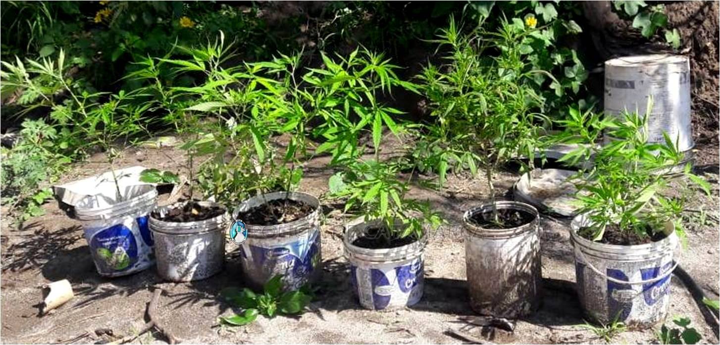 Secuestran plantines de Marihuana en el sector este de la Capital