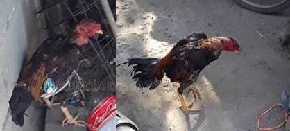 Secuestran gallos de riñas y otros elementos en el sur de la Capital