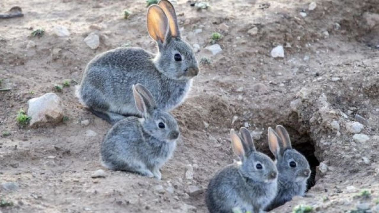 Declaran a los conejos como «especie dañina» y sigue la polémica sobre su erradicación en Ushuaia