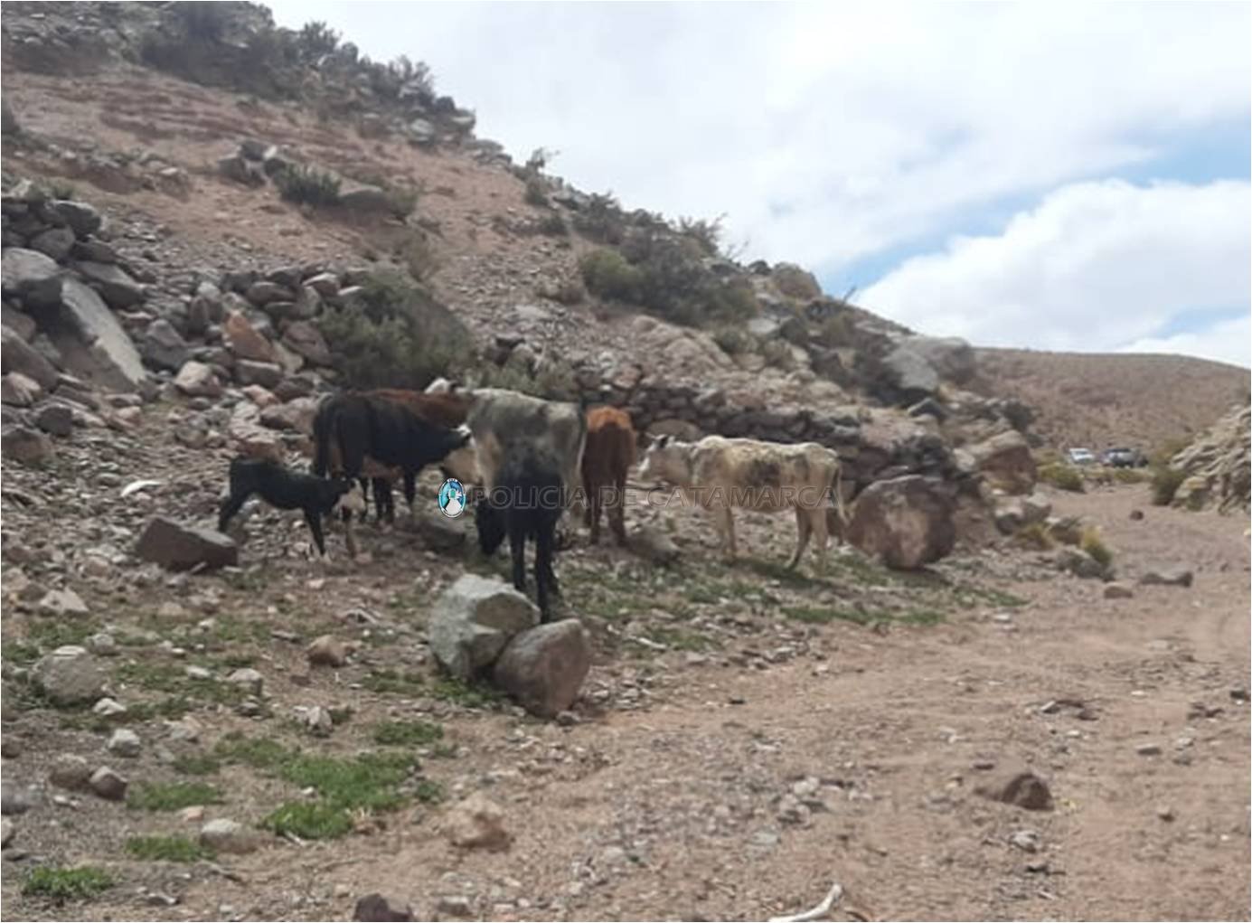 Recuperan animales vacunos en Tinogasta