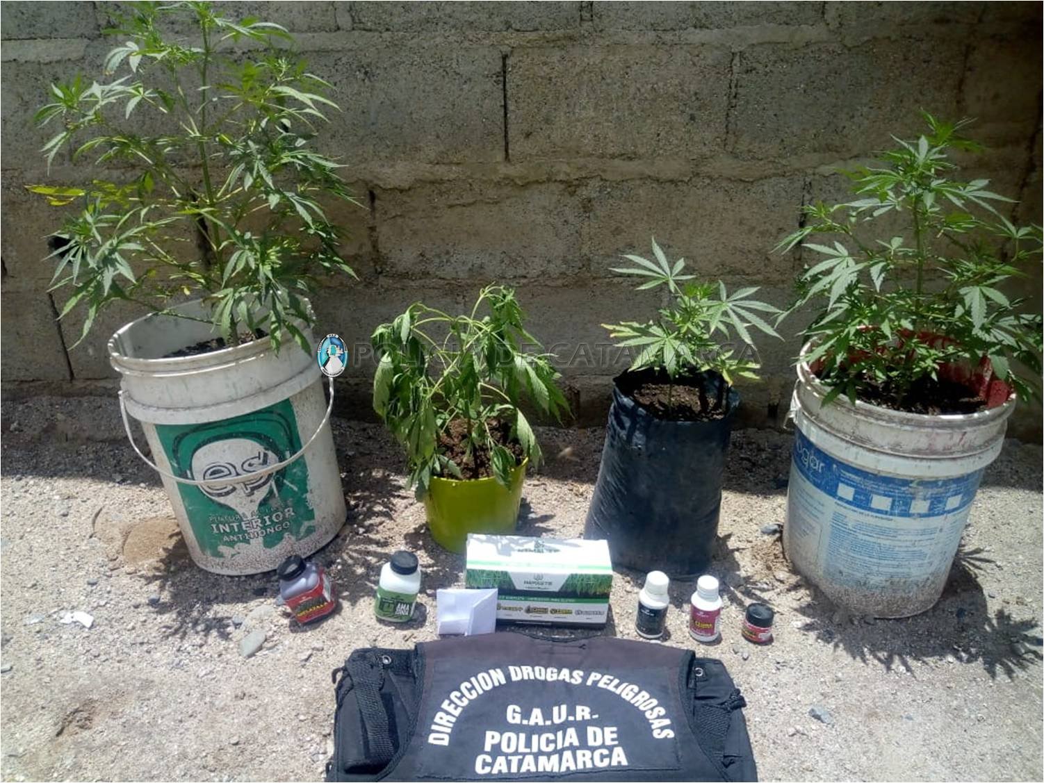 Secuestran plantines de Marihuana en Belén