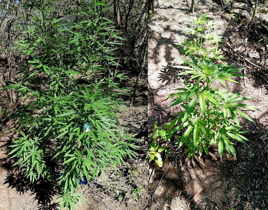 En Valle Viejo secuestran plantines de Marihuana