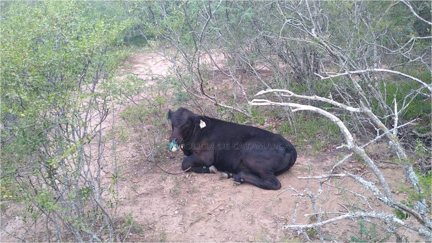 Secuestran un animal vacuno y otro faenado productos de un ilícito en Santa Rosa