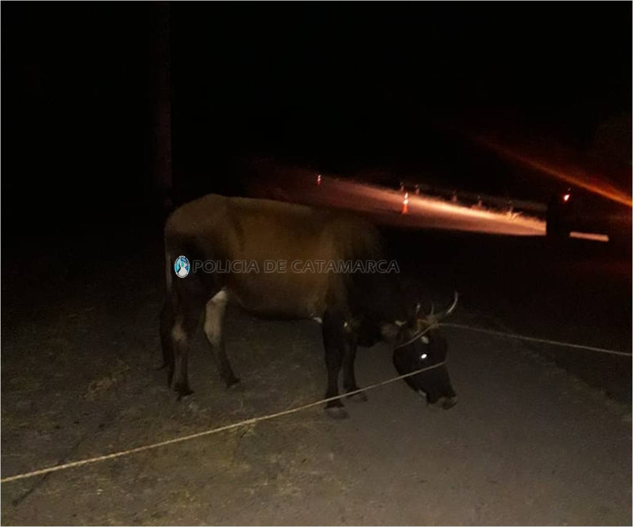 Secuestran una vaca en Ambato