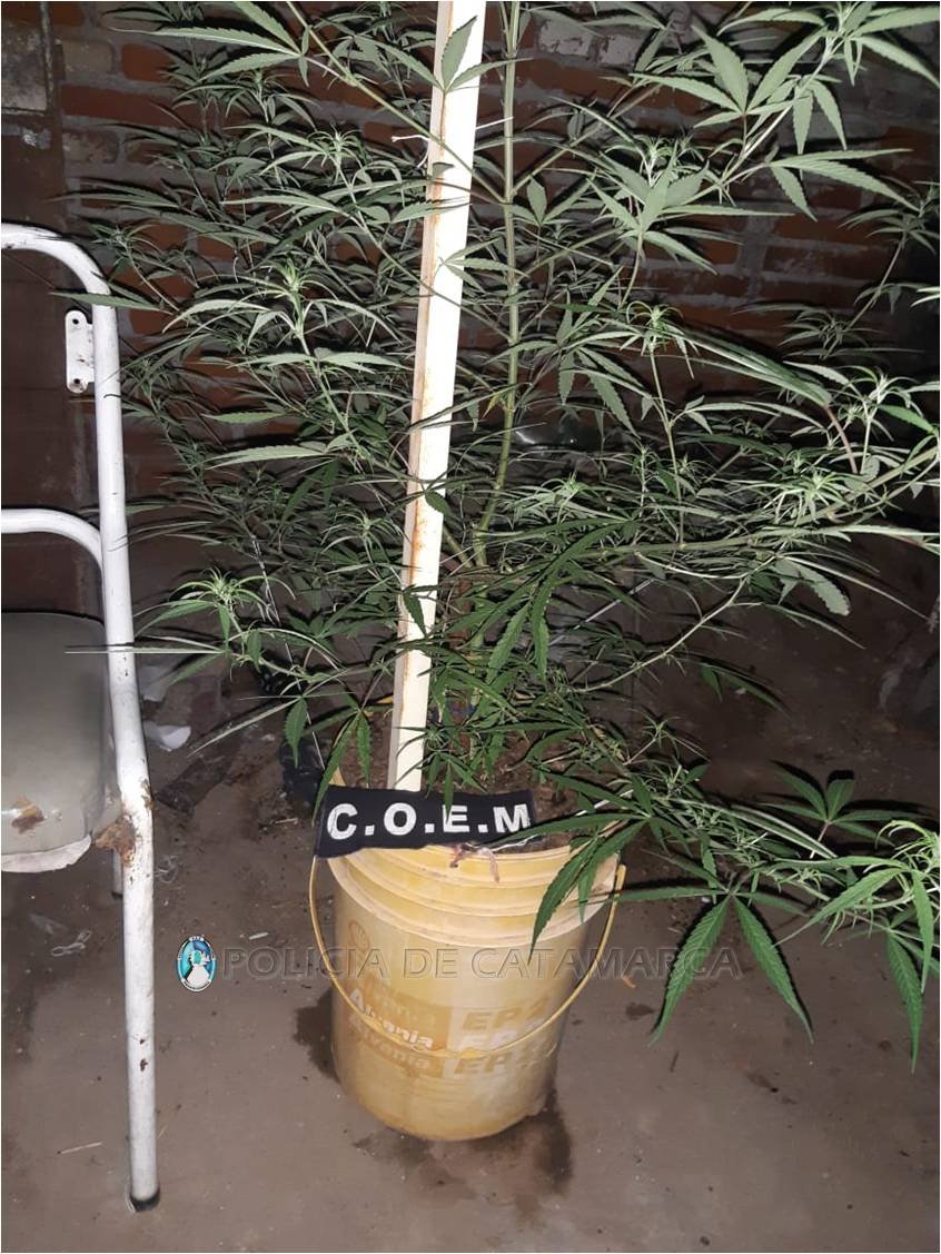 Secuestran plantas de marihuana en la Capital