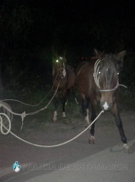 Secuestran animales sueltos en Valle Viejo