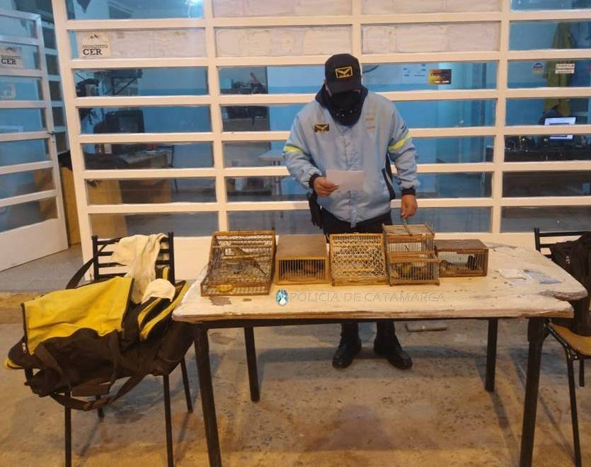 En Valle Viejo secuestran aves canoras