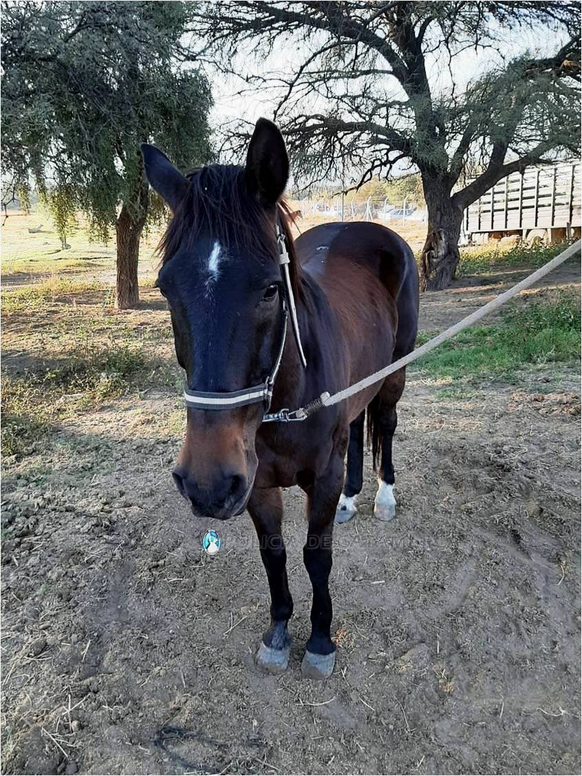 Secuestran animales sueltos en la Capital