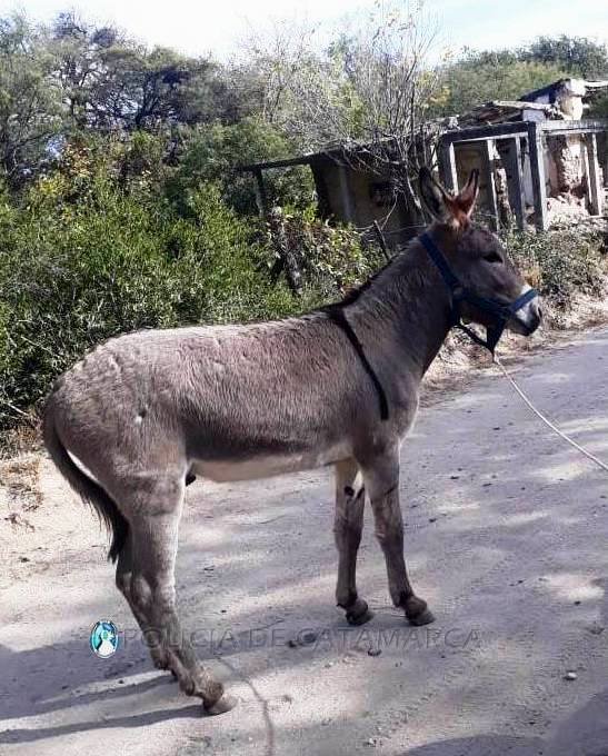 En Fray Mamerto Esquiú recuperan un animal robado