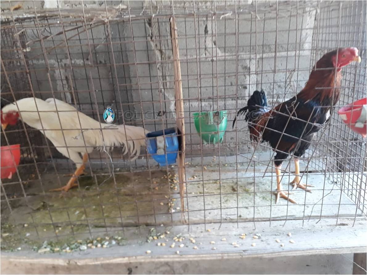 Secuestran gallos de riña y otros elementos en Banda de Varela