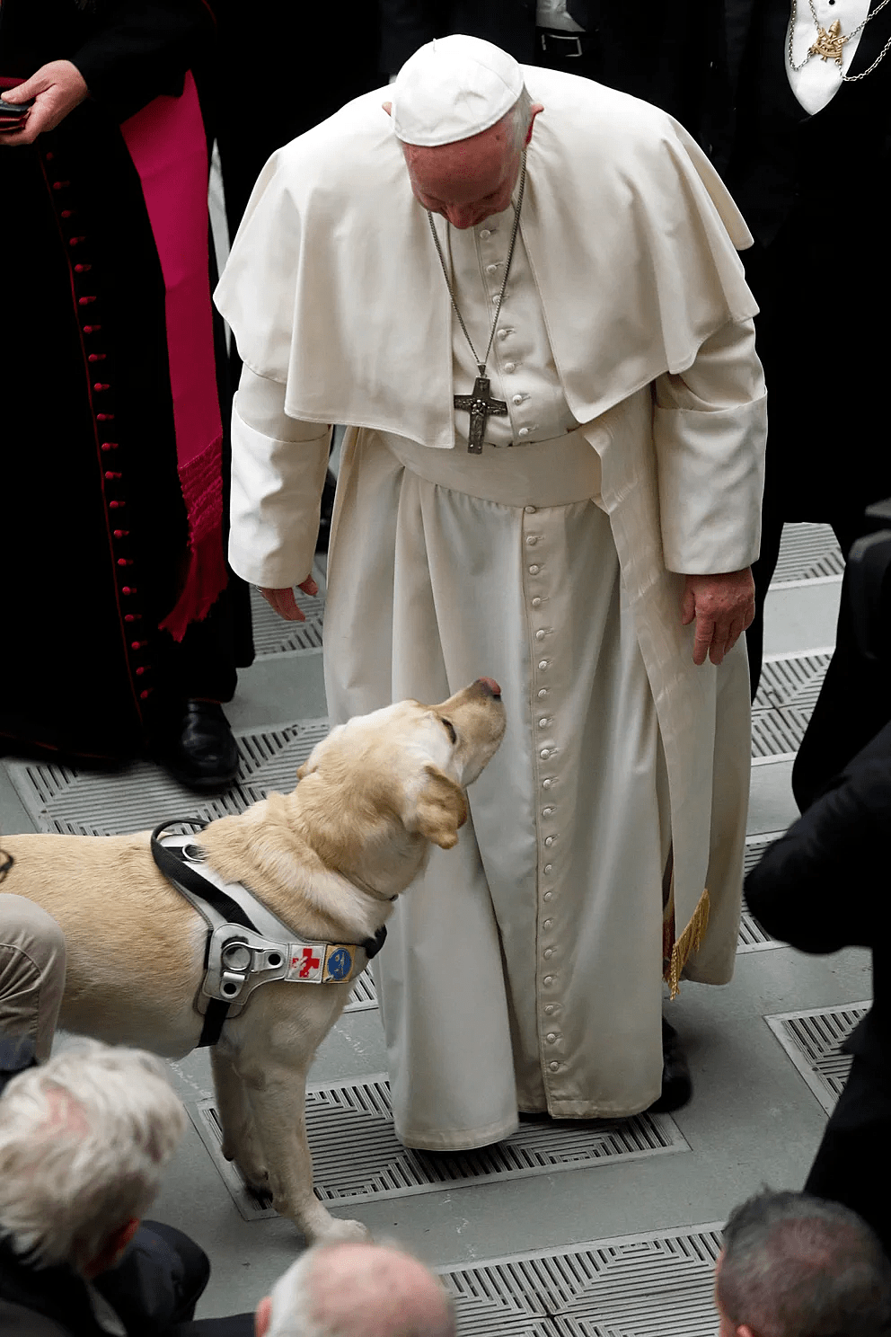 El Papa pidió a la gente que tenga mas hijos y menos perros