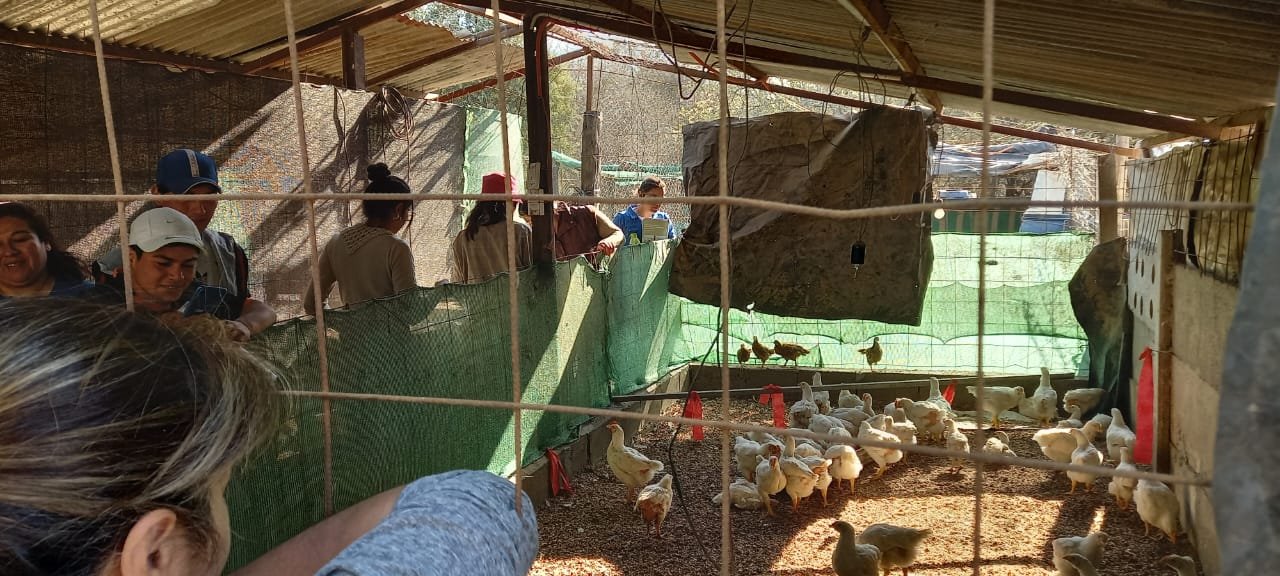 Proyecto «Visita a un criadero avícola familiar»