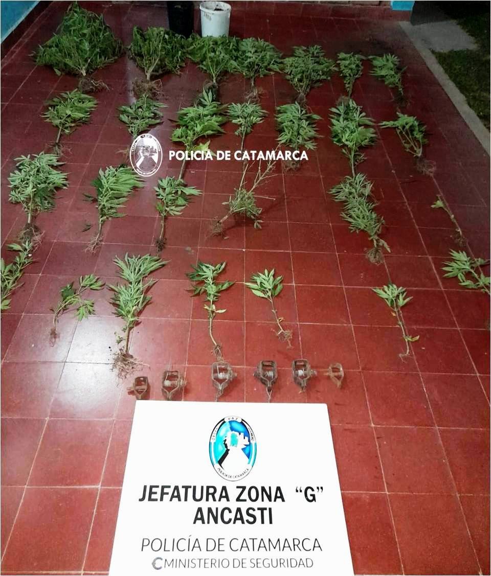 Recuperan elementos sustraídos y secuestran plantas de Marihuana en Ancasti