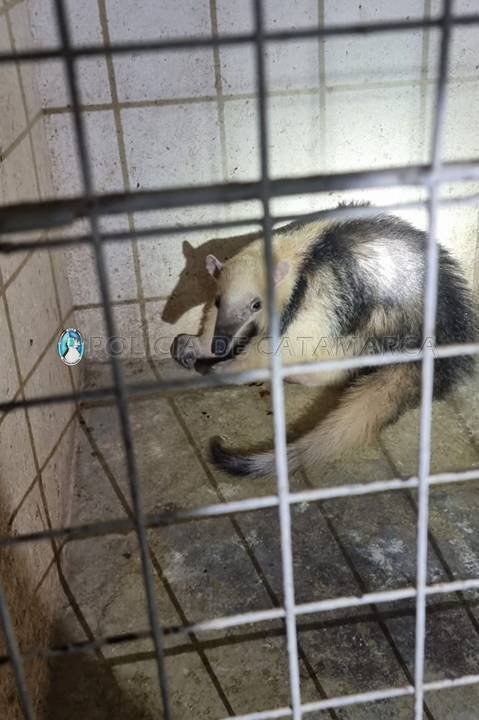 Rescatan un oso Melero enjaulado en la Localidad de Lavalle