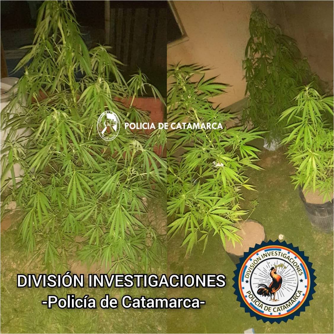 Secuestran plantas de Marihuana en Valle Viejo