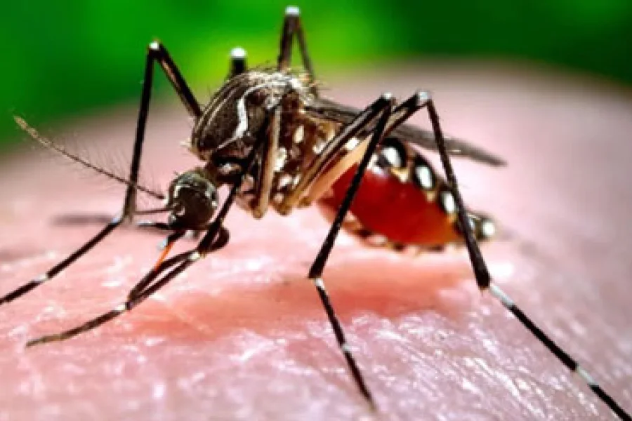 Dengue en La Rioja: “Hay 2 casos confirmados, 16 en estudio y 50 descartados”