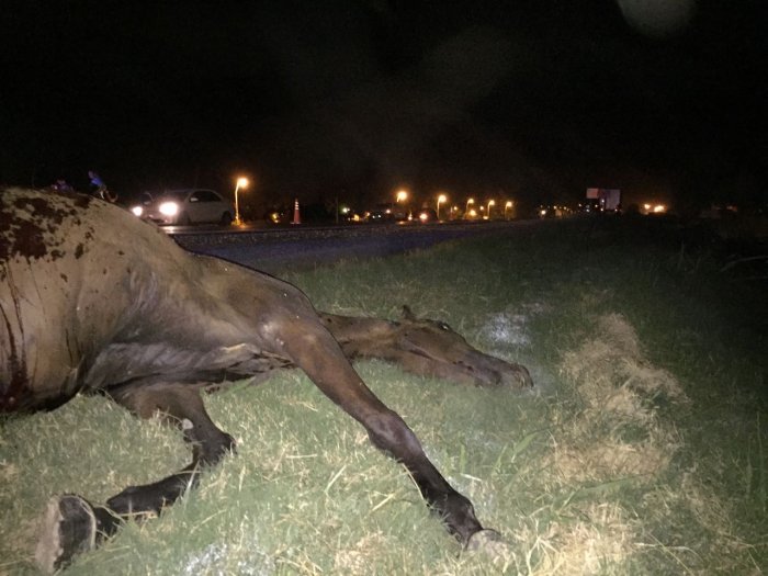 Un automovilista murió tras chocar contra un caballo en La Paz