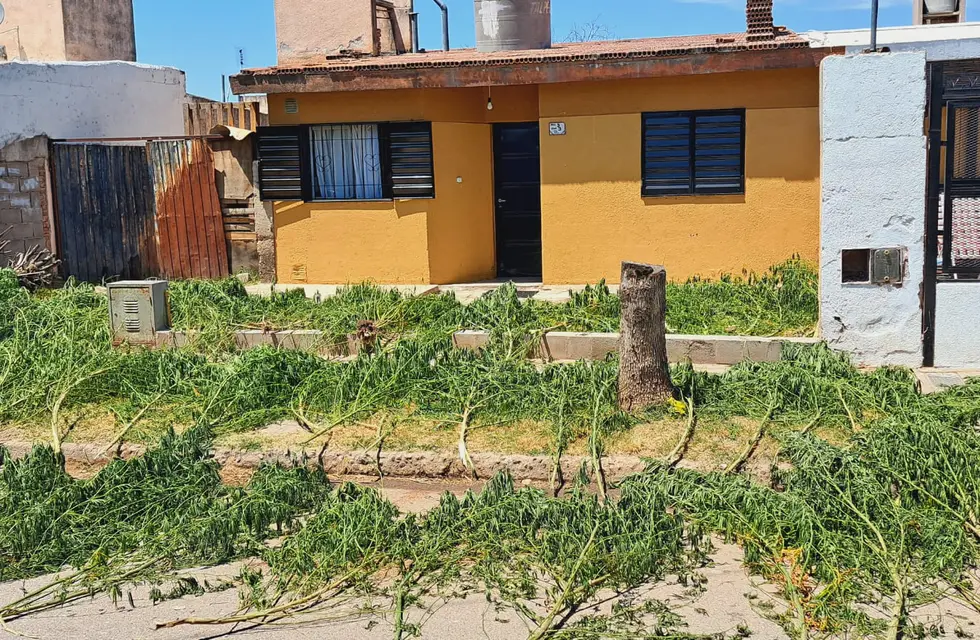 Córdoba: tenía un vivero de marihuana y lo descubrieron porque las plantas pasaban la medianera