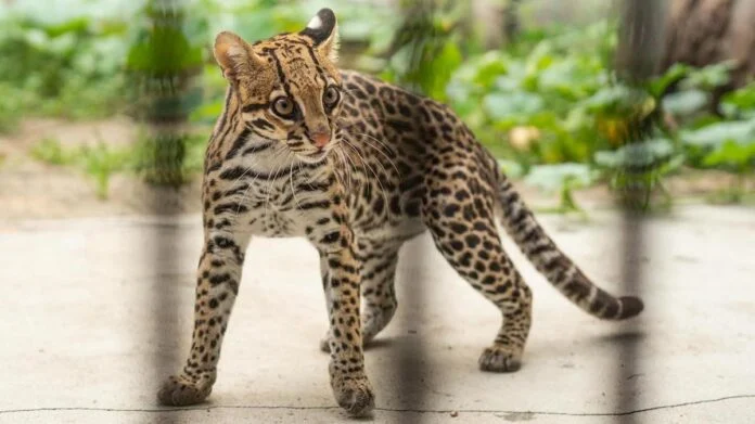 Lila, una ocelote rescatada en Paraguay, vivirá en los Esteros del Iberá