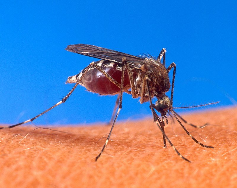 Dos personas fallecieron a causa del Dengue en Catamarca