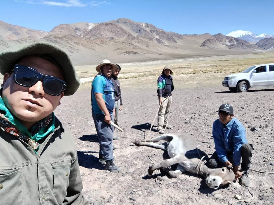 Excursiones Piyihuasis Fiambalá rescata a un burrito en Las Lozas