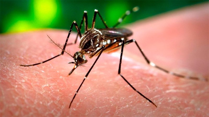 Dengue en Argentina: confirmaron que el conteo superó los 120 mil casos