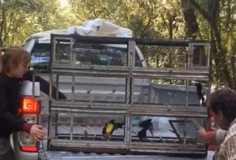Liberaron más de 70 aves que un hombre tenía en cautiverio y las comercializaba por redes sociales