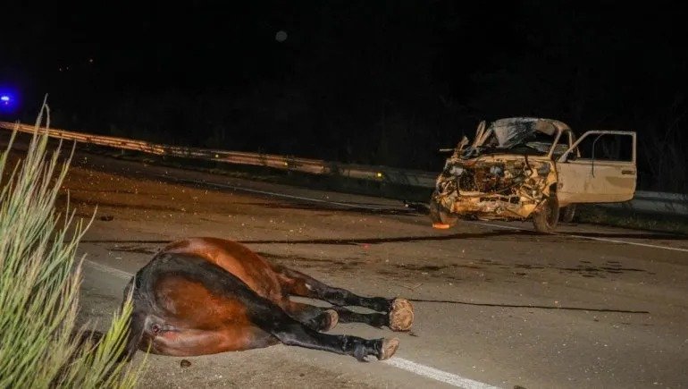 El Portezuelo: chocó contra un animal suelto y resultó hospitalizado