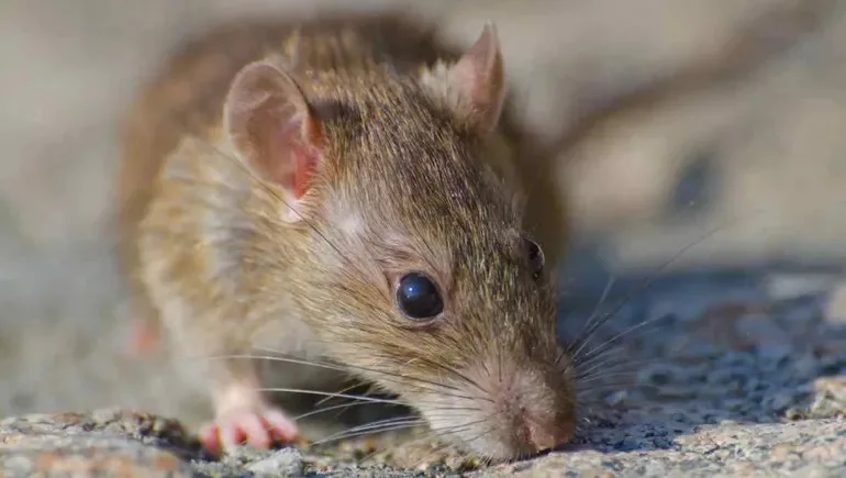 Confirman un nuevo caso fatal de hantavirus en Río Negro