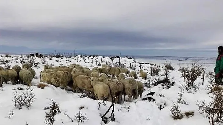 Animales bajo la nieve en la Patagonia: se esperan más tormentas