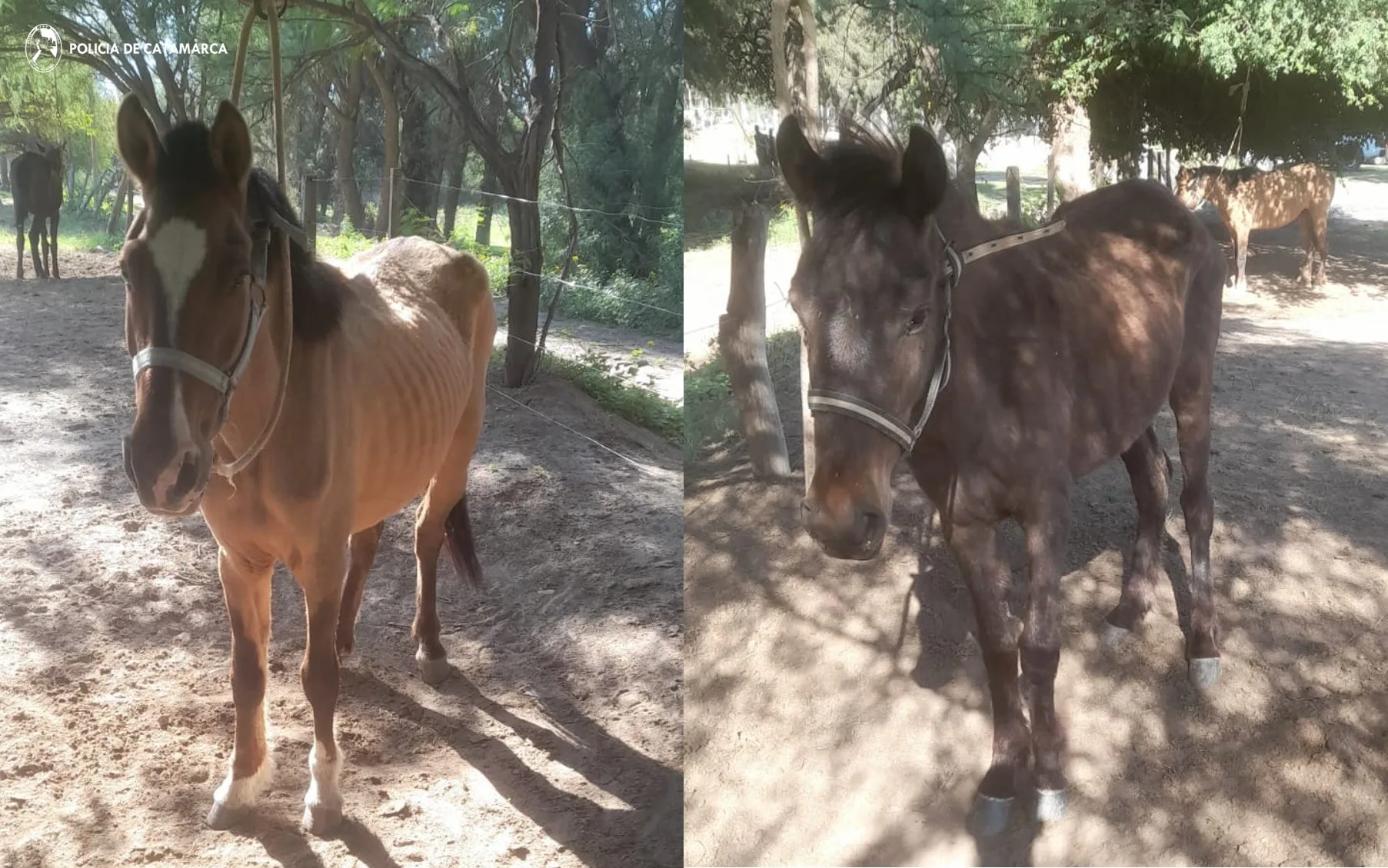 Secuestran dos animales sueltos en Paclín