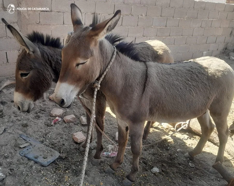 Policías secuestraron animales sueltos en Tinogasta