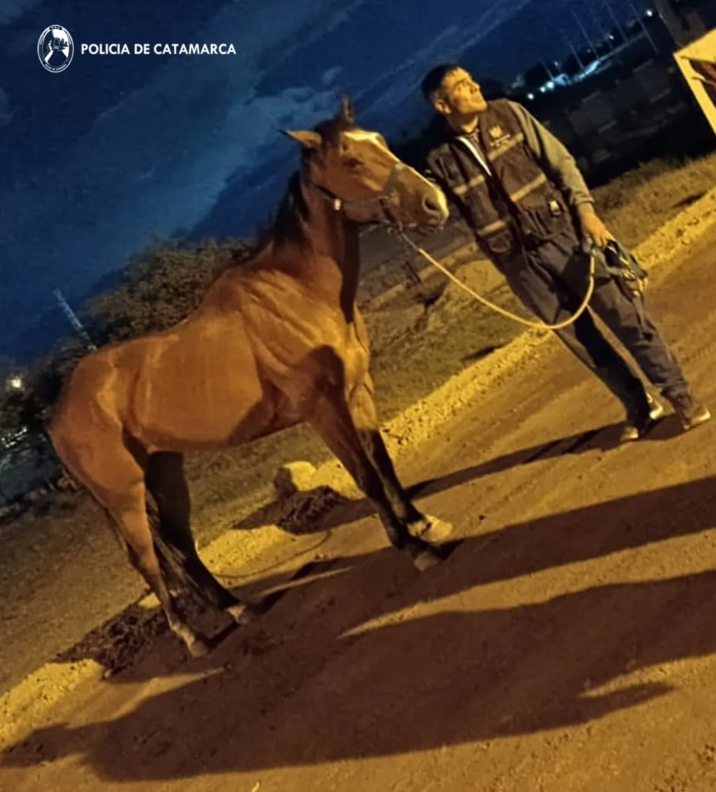 Policías recuperan un animal equino sustraído