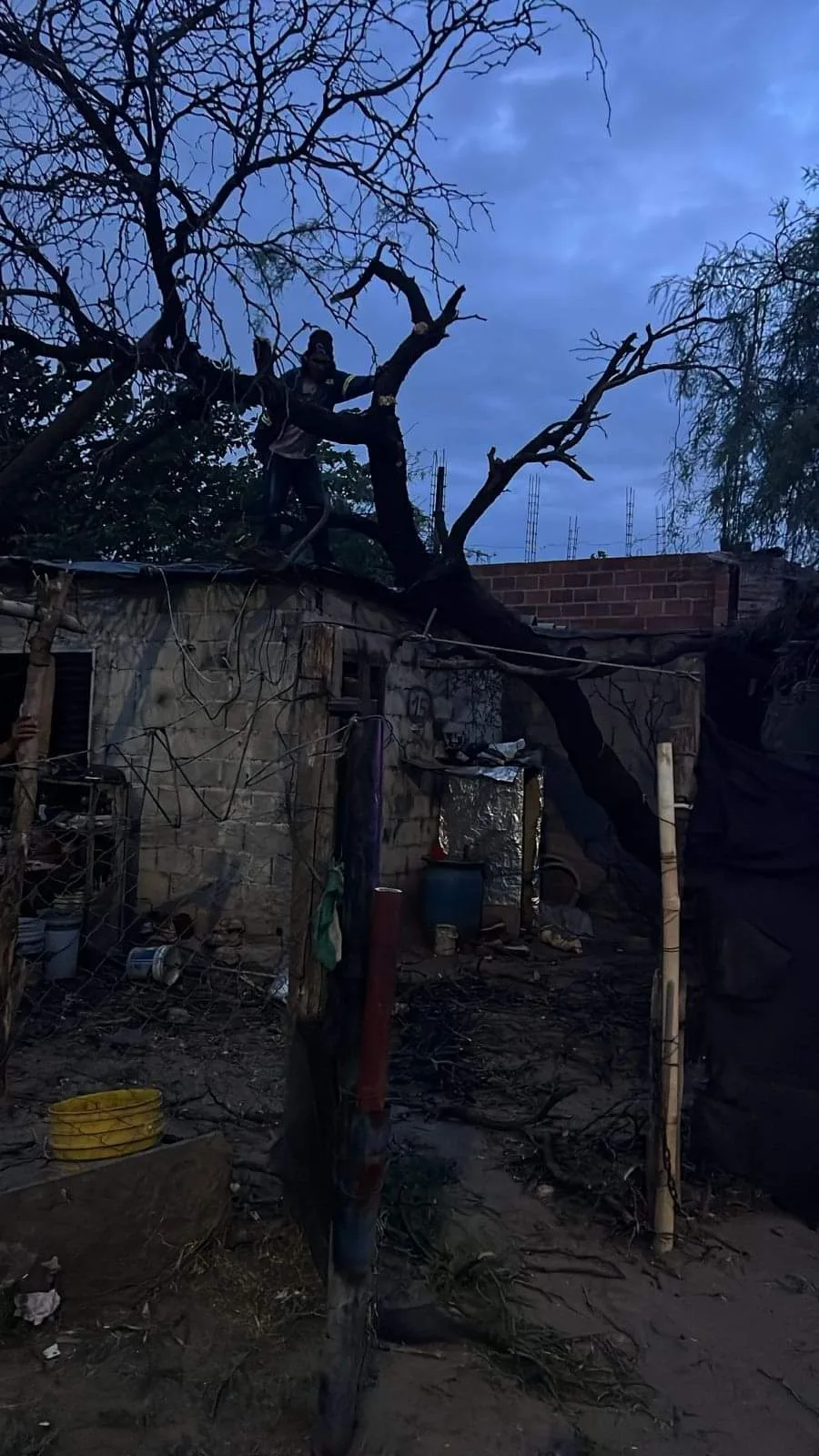 Cayó un árbol sobre una precaria vivienda