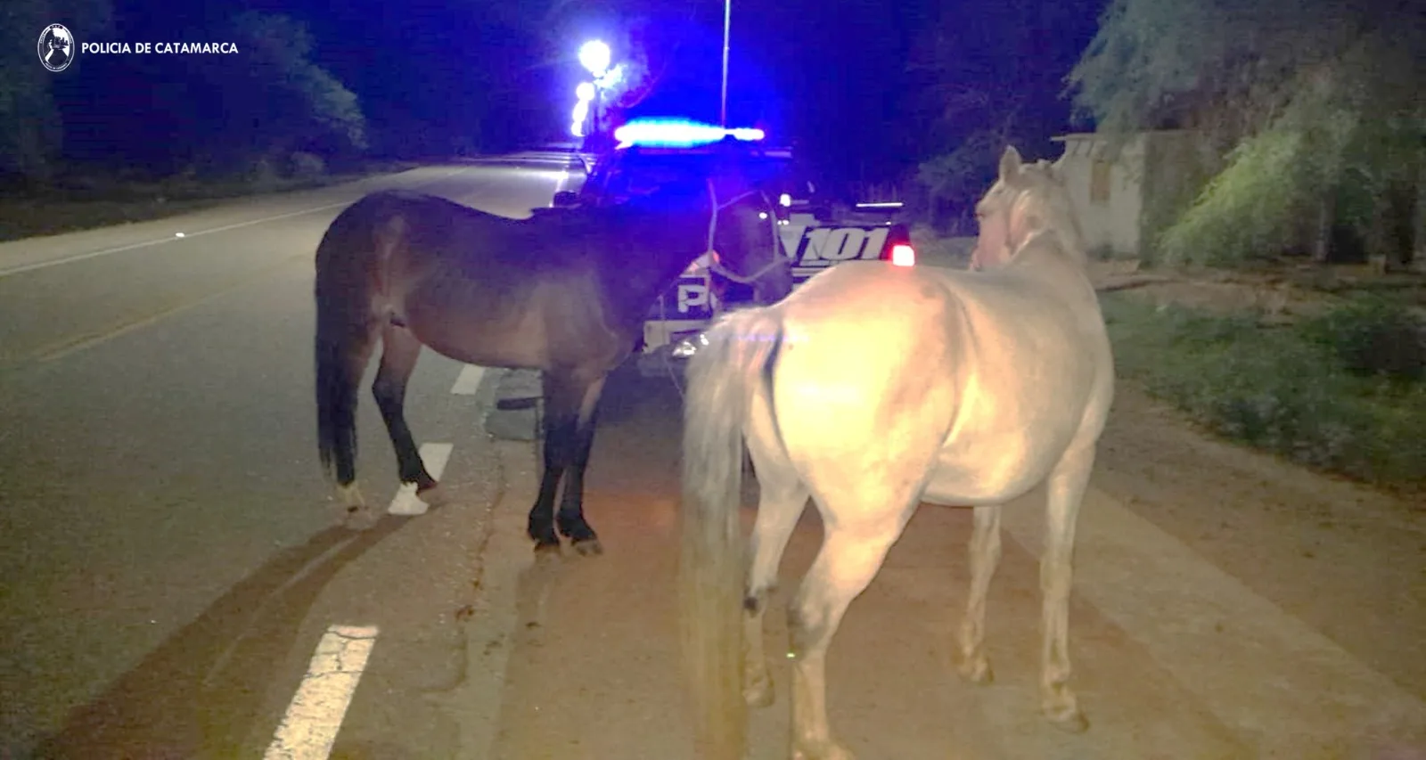 Secuestran animales sueltos en Tinogasta y Paclín