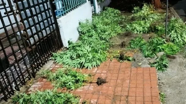 Discutió con su novio y lo denunció por tener plantas de marihuana: ambos quedaron detenidos