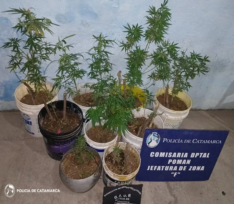 Secuestran plantas de Marihuana en Pomán