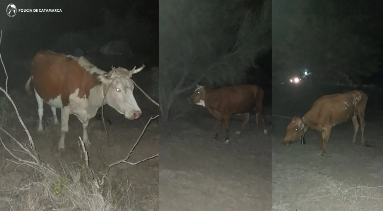 Secuestran animales sueltos en Pomán