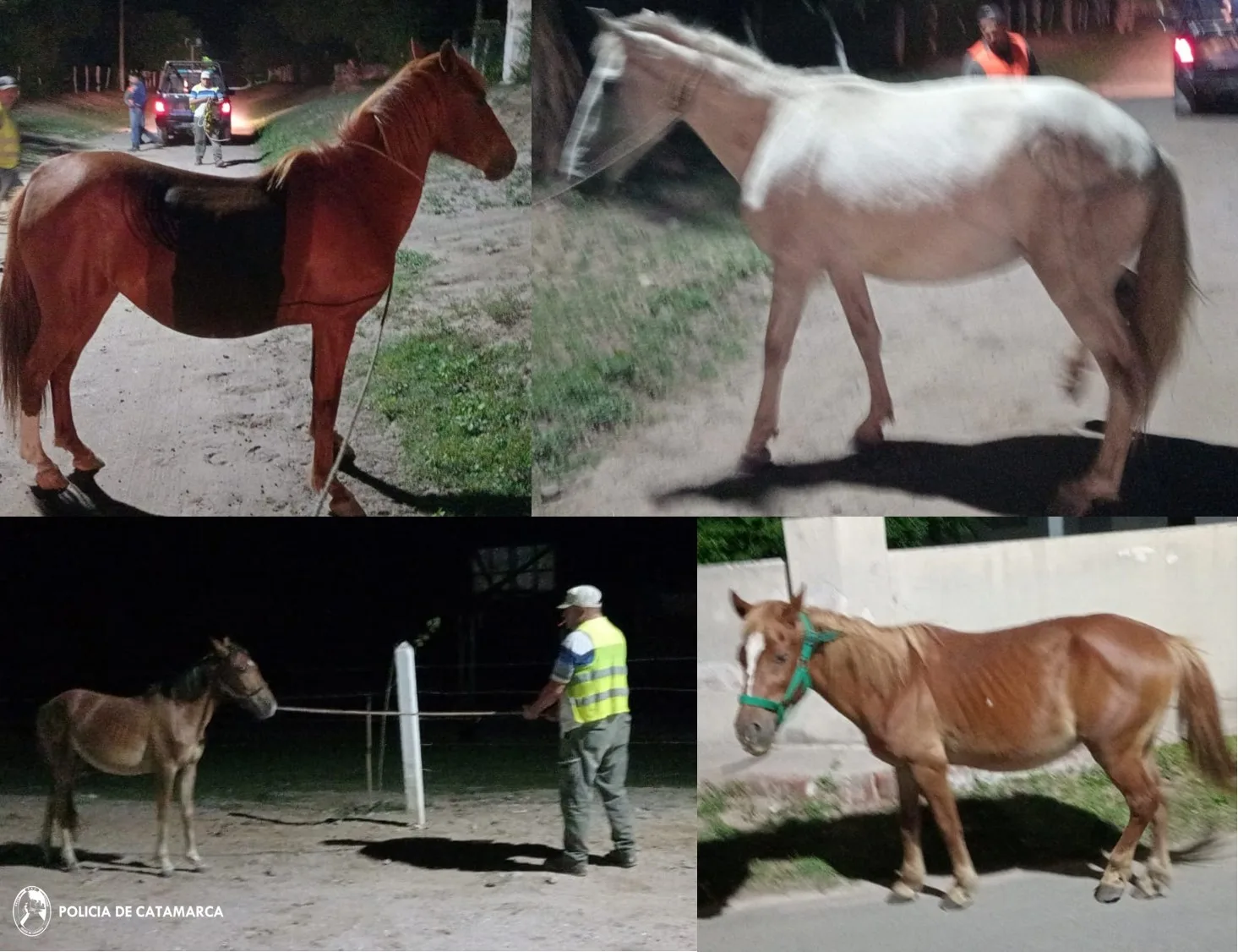 Secuestran animales sueltos en Paclín