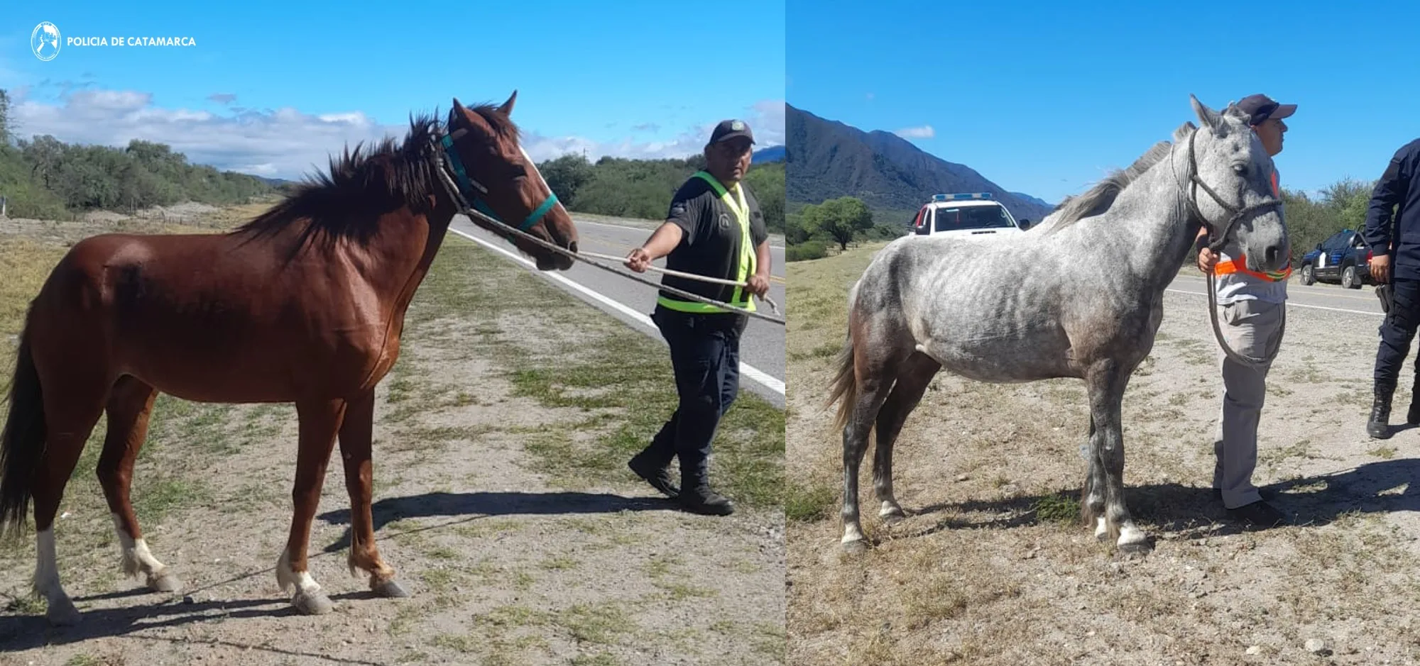 Secuestran animales sueltos en la Capital