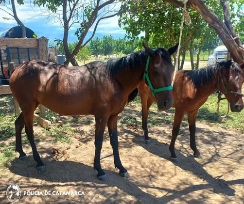 Secuestran animales sueltos en el Parque Industrial “El Pantanillo”