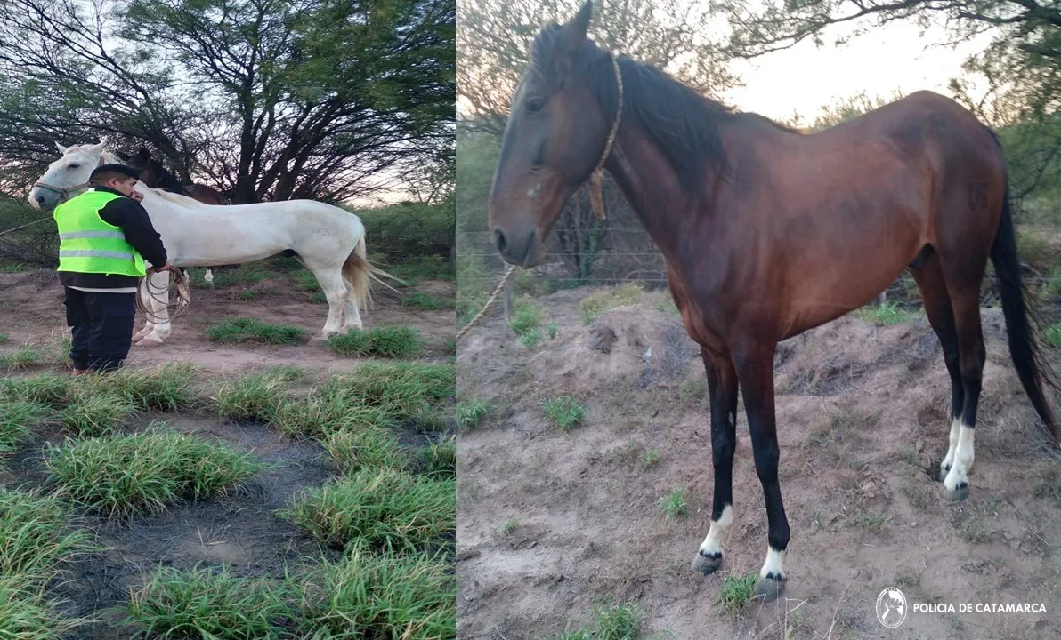 Policías secuestran animales equinos sueltos