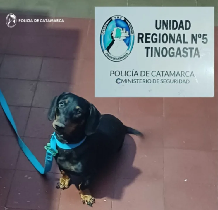 En Tinogasta Personal policial recuperó un perro de raza sustraído