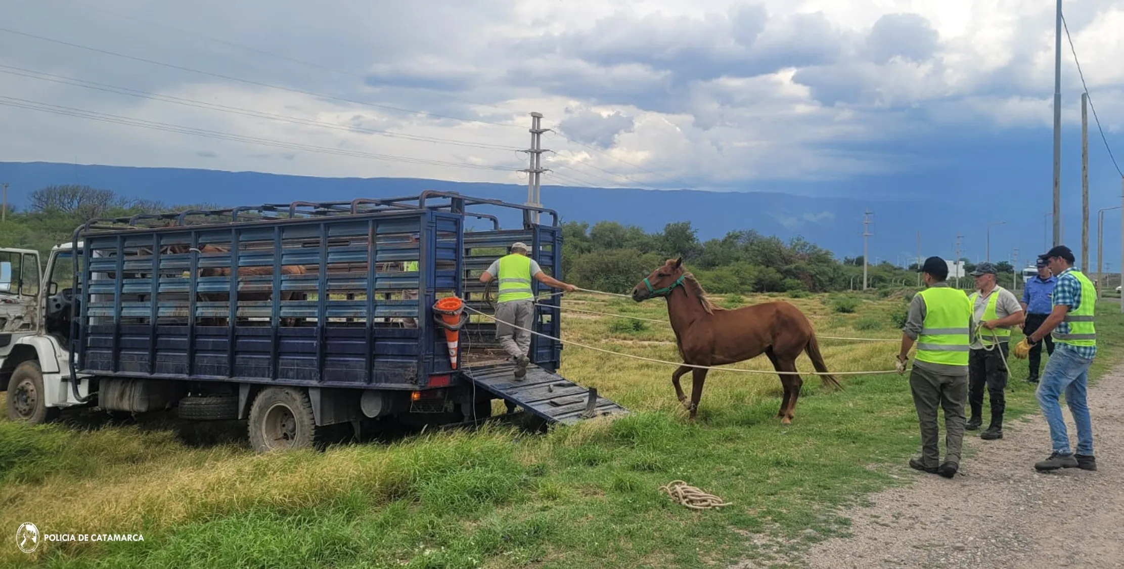 Secuestran animales sueltos en Valle Viejo