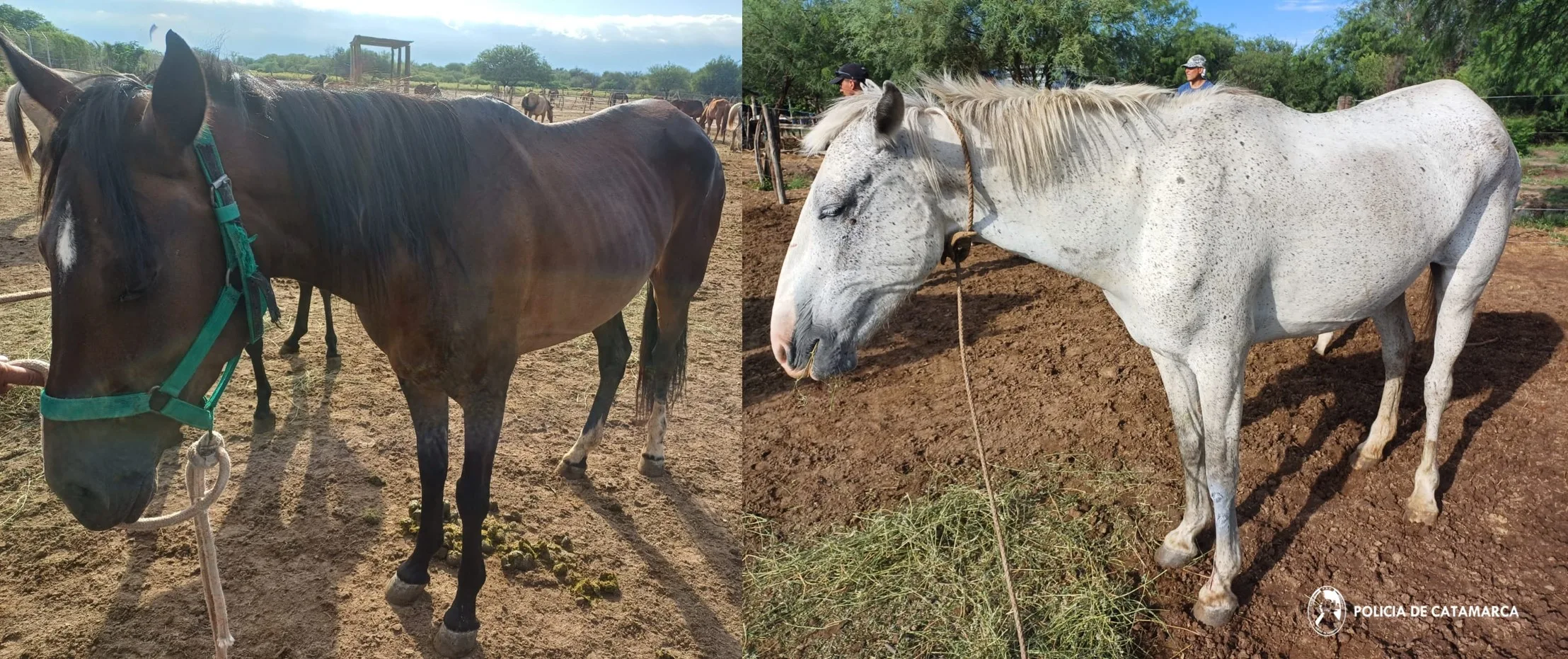 Secuestran animales sueltos en Pomán y Andalgalá