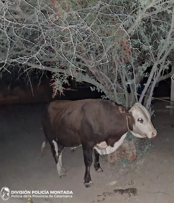 Belén: secuestran animales sueltos en la vía pública por poner en riesgo la seguridad vial