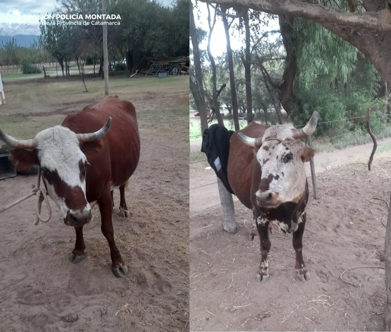 Secuestran vacunos sueltos en la Ruta 1 por riesgo vial en Huaycama