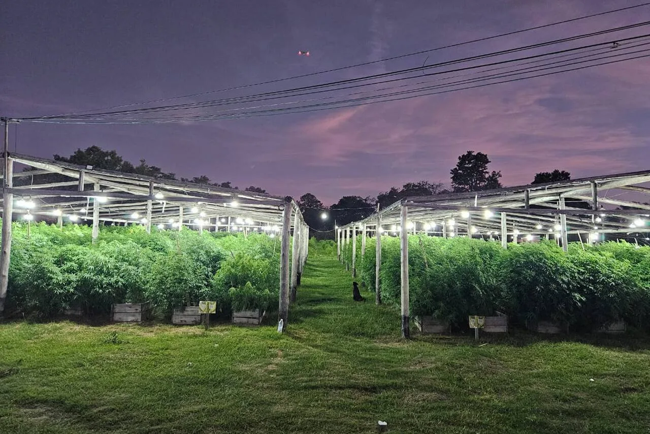 Falsa asociación civil escondía plantación de marihuana en Nueva Coneta